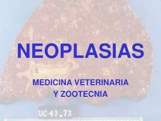 neoplasias