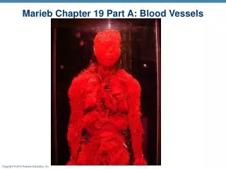 Marieb Chapter 19 Part A: Blood Vessels