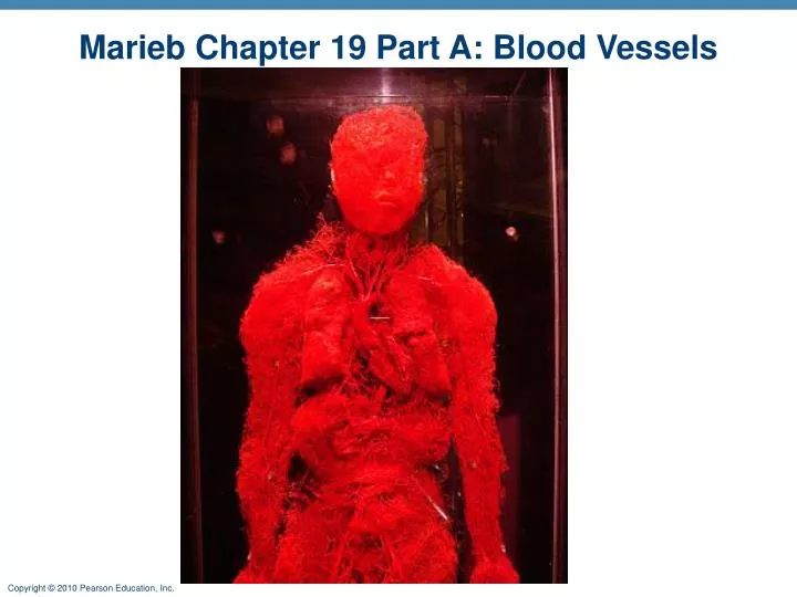marieb chapter 19 part a blood vessels