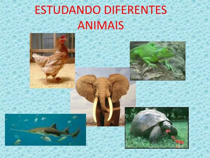 estudando diferentes animais