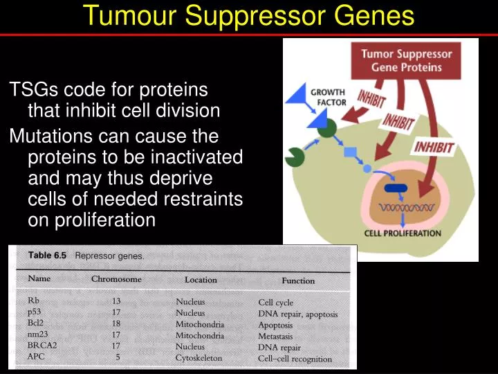 tumour suppressor genes