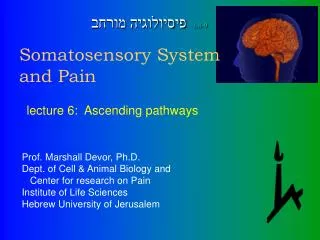 Somatosensory System and Pain