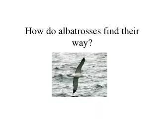 How do albatrosses find their way?