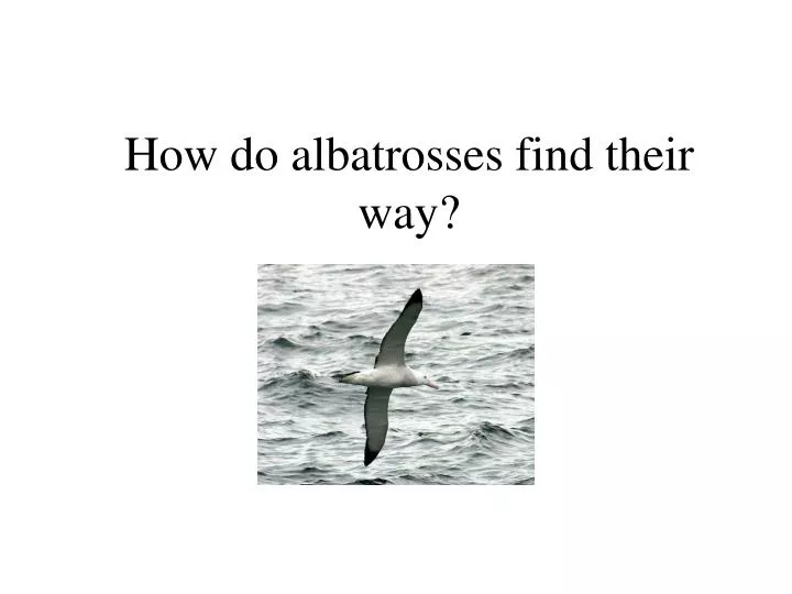 how do albatrosses find their way