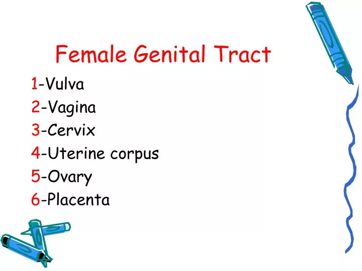 female genital tract