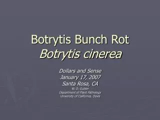 Botrytis Bunch Rot Botrytis cinerea
