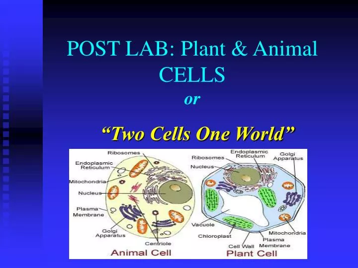 post lab plant animal cells or