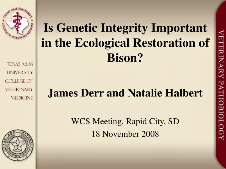 is genetic integrity important in the ecological restoration of bison