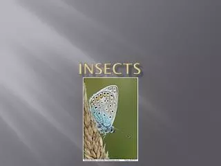 INSECTS