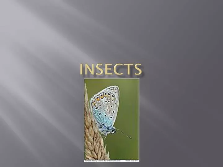insects