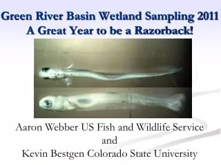 Green River Basin Wetland Sampling 2011 A Great Year to be a Razorback!