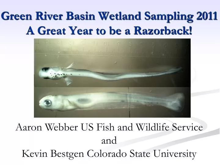 green river basin wetland sampling 2011 a great year to be a razorback