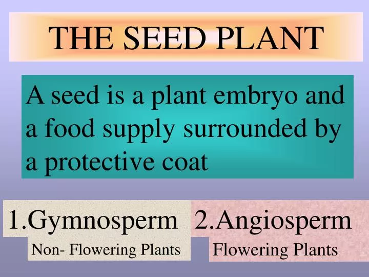 the seed plant