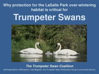 Trumpeter Swans