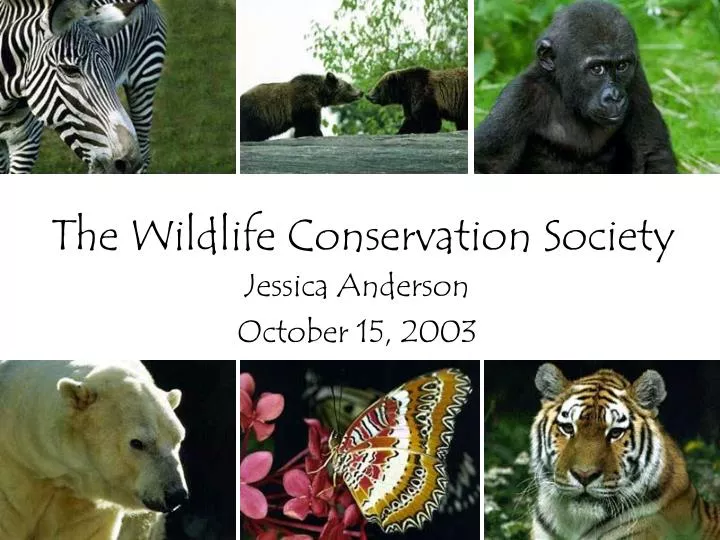 the wildlife conservation society