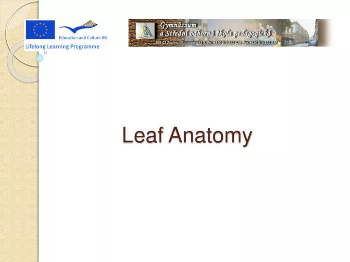 leaf anatomy