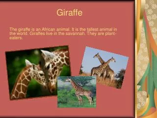 giraffe