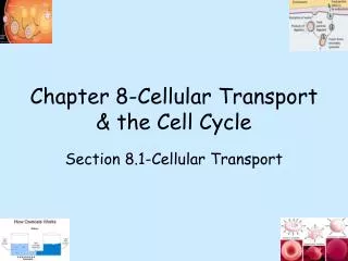 Chapter 8-Cellular Transport &amp; the Cell Cycle