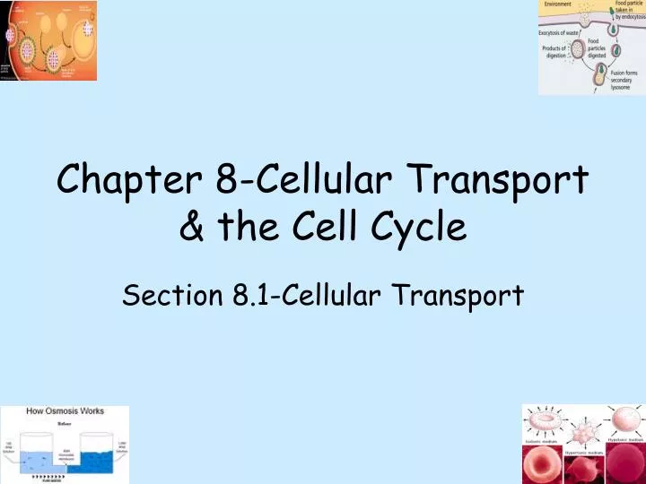 chapter 8 cellular transport the cell cycle