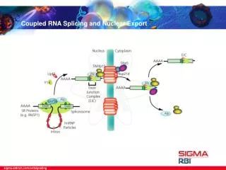 Coupled RNA Splicing and Nuclear Export