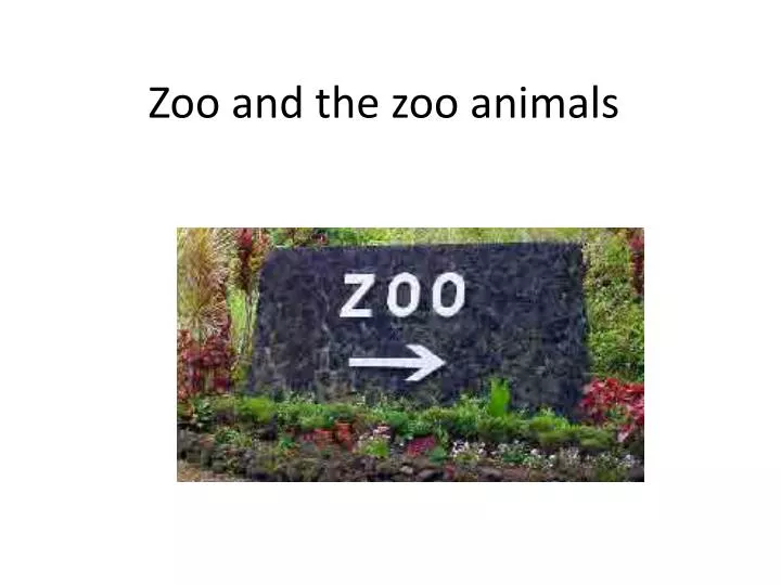 zoo and the zoo animals