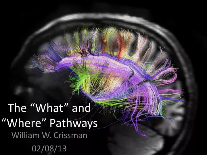 the what and where pathways