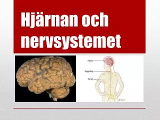 hj rnan och nervsystemet