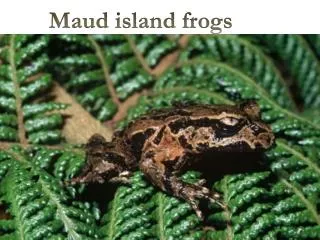Maud island frogs