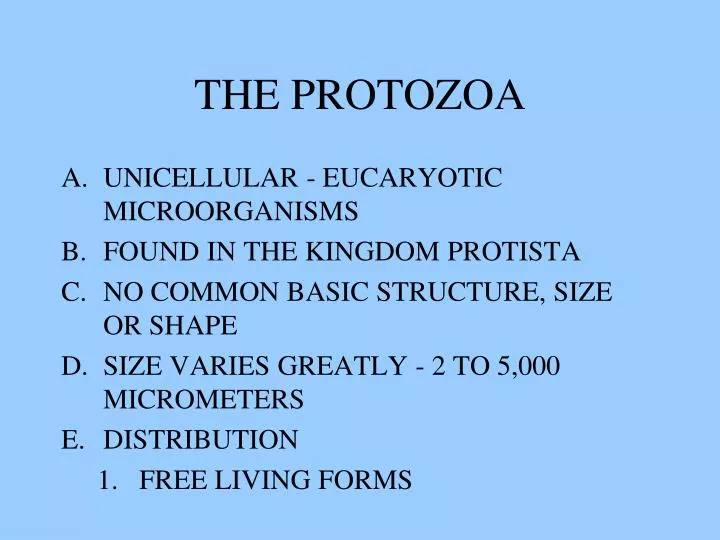 the protozoa