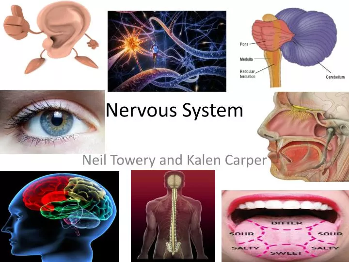 nervous system