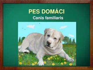 pes dom ci