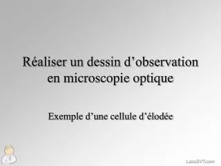 r aliser un dessin d observation en microscopie optique