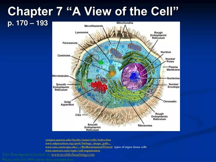 chapter 7 a view of the cell p 170 193