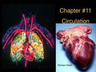 Chapter #11 Circulation