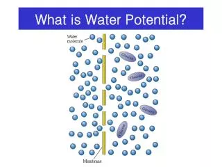 What is Water Potential?