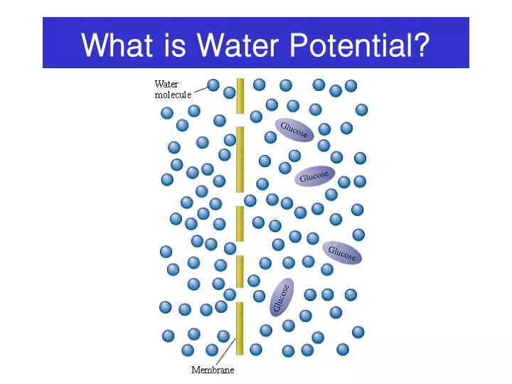 What is Water Potential?