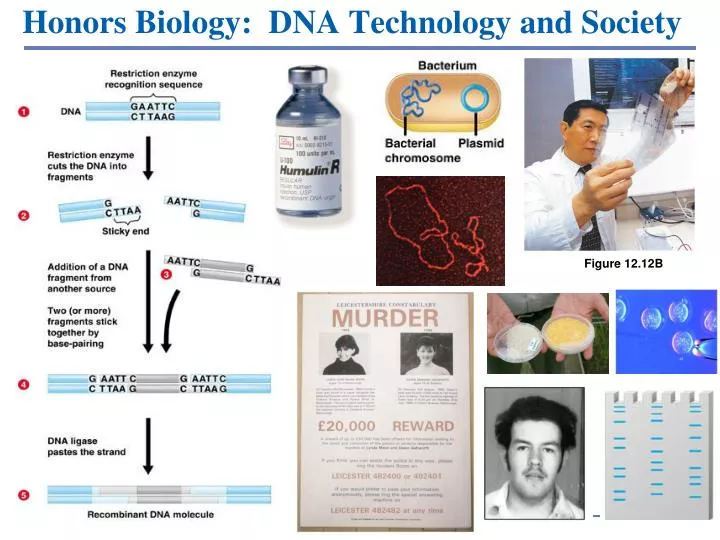 honors biology dna technology and society