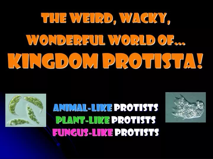 the weird wacky wonderful world of kingdom protista