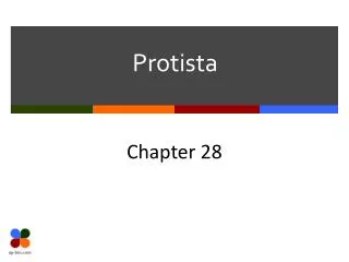 Protista