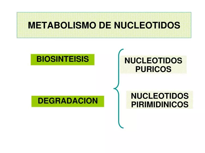 metabolismo de nucleotidos