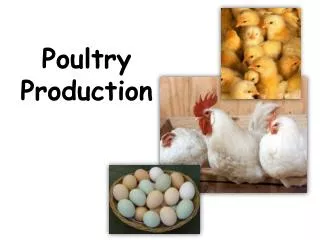 Poultry Production
