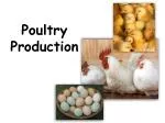 Poultry Production - slide 1