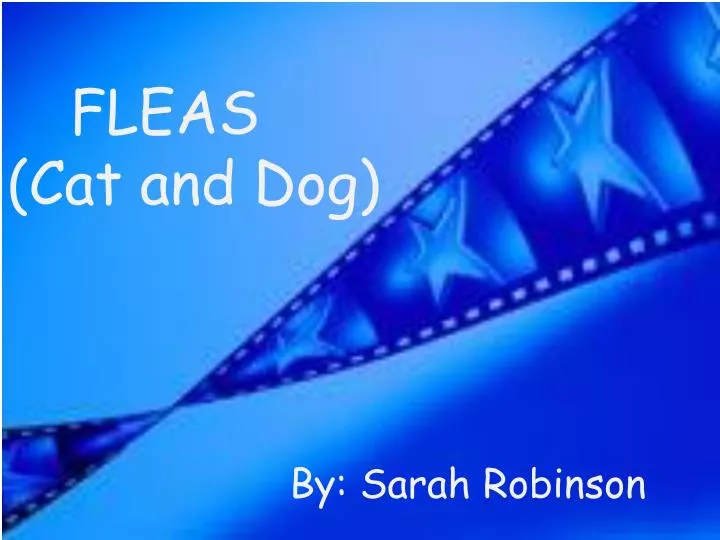 fleas cat and dog