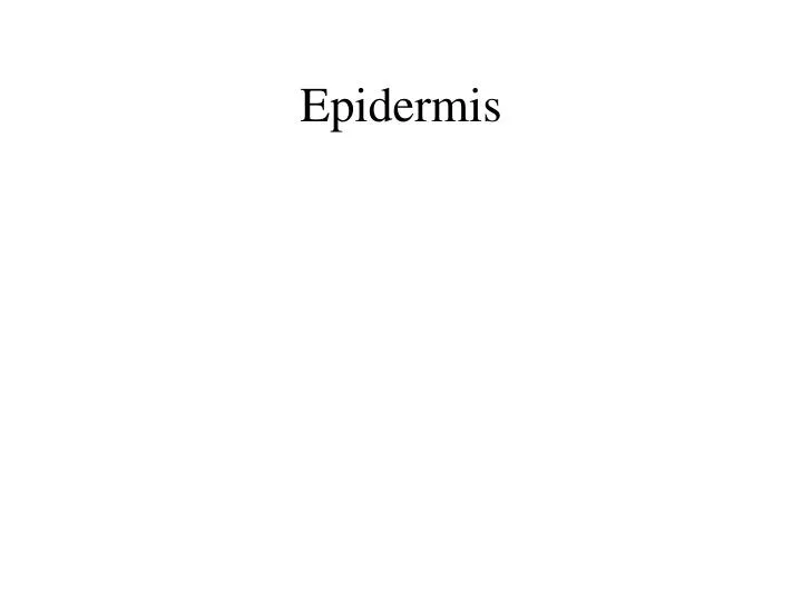 epidermis