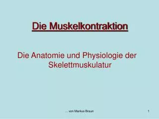 die muskelkontraktion