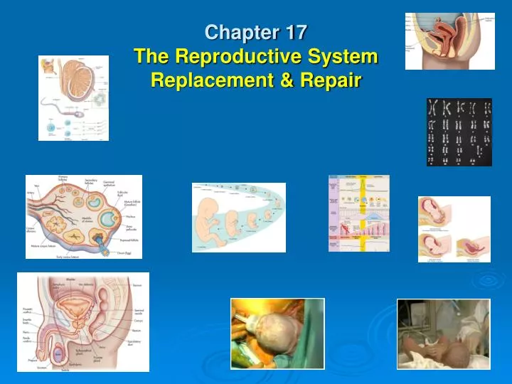 chapter 17 the reproductive system replacement repair