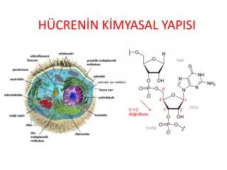 h cren n k myasal yapisi