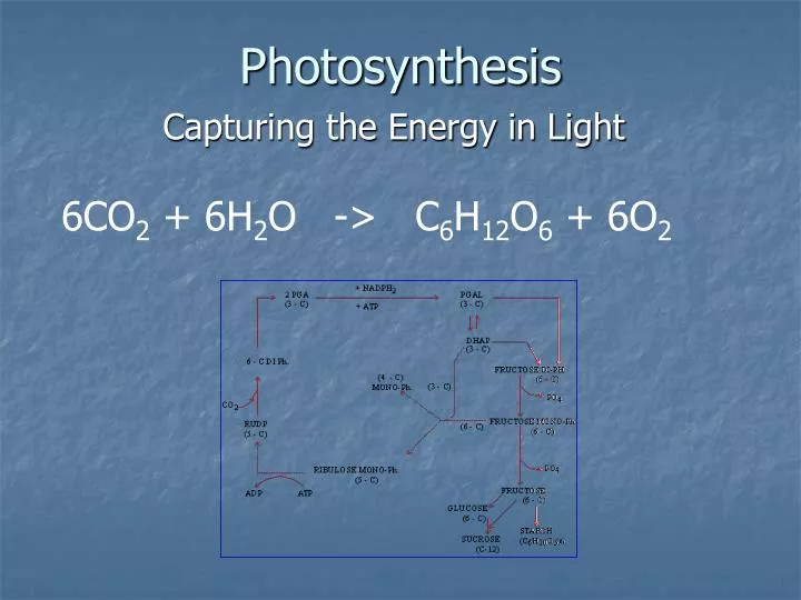 photosynthesis