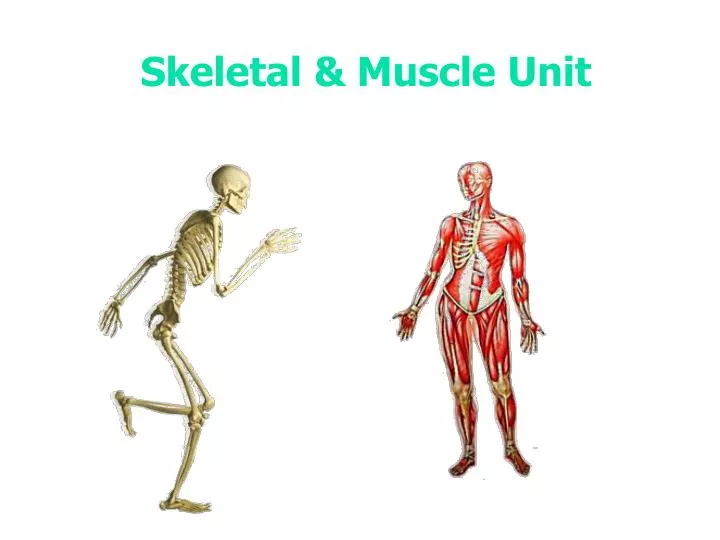skeletal muscle unit