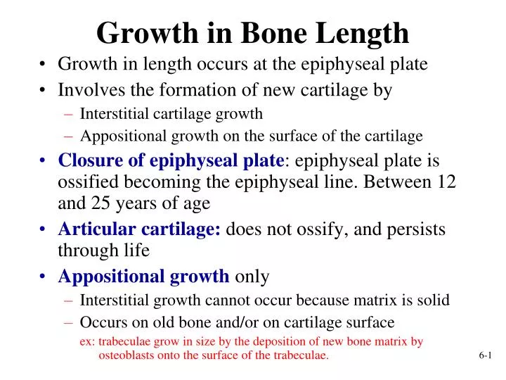 growth in bone length